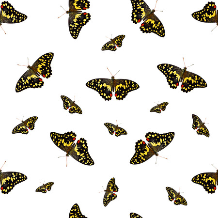 seamless pattern of colored butterflies isolated on white backgroundの写真素材