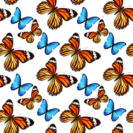 pattern with yellow and blue butterflies on a white backgroundの写真素材