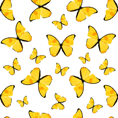 seamless pattern of colored butterflies isolated on white backgroundの写真素材