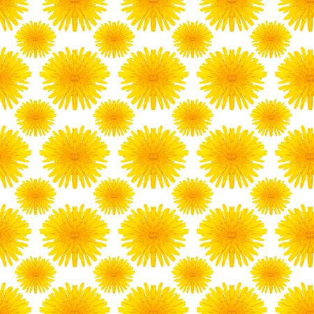 yellow dandelions seamless pattern isolated on white backgroundの写真素材