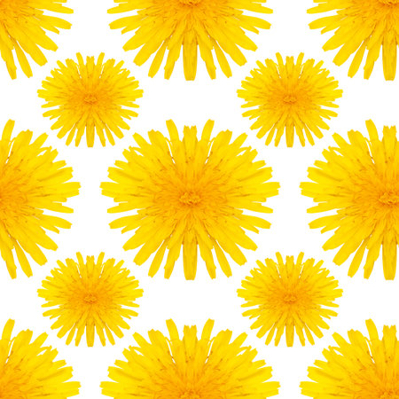 yellow dandelions seamless pattern isolated on white backgroundの写真素材