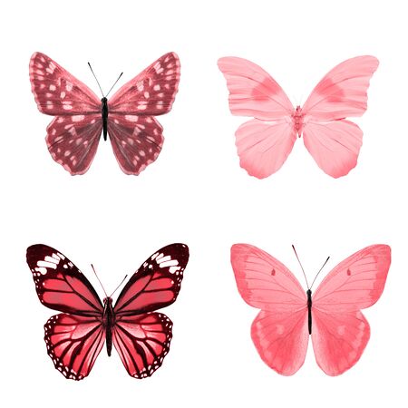 red watercolor butterflies isolated on a whiteの写真素材