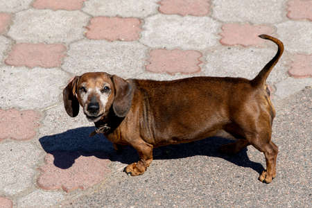Funny brown dog outdoors lookingの写真素材