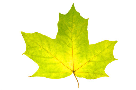 colored maple leaf isolated on white background. High quality photo
