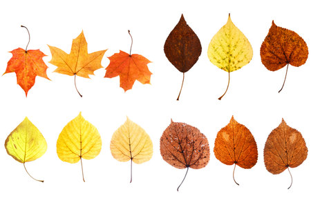 collection of beautiful autumn leaves isolated on white background