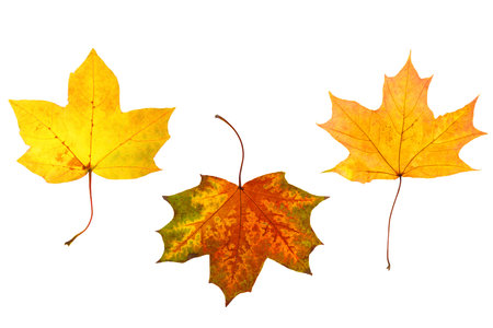 three natural maple leaves isolated on white background