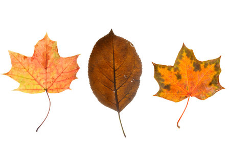 three natural maple leaves isolated on white background