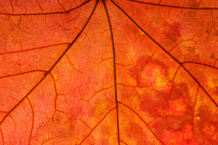 brown maple leaf close up. background for designer
