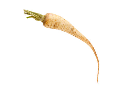 parsley root isolated on white backgroundの写真素材