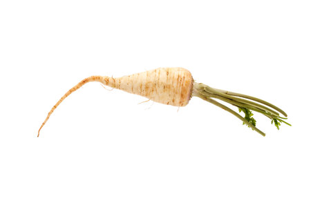 parsley root isolated on white backgroundの写真素材
