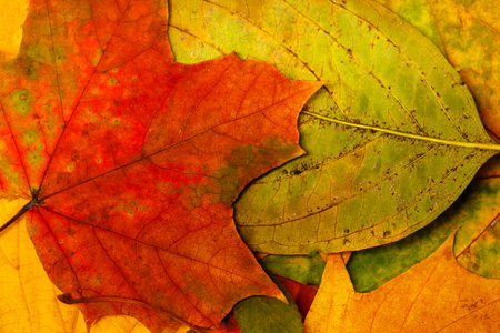 multicolored autumn leaves. background for designer