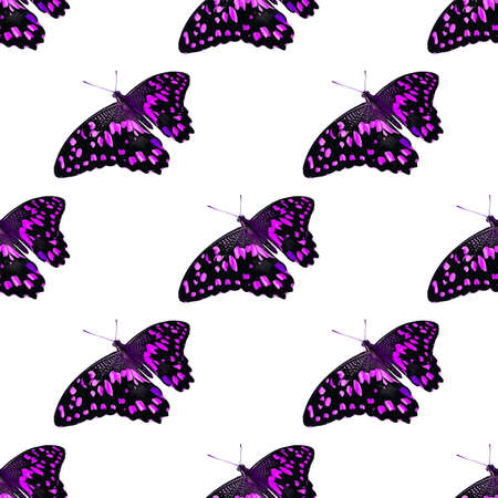 seamless pattern of colored butterflies isolated on whiteの写真素材