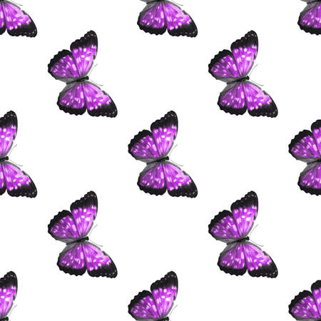seamless pattern of colored butterflies isolated on whiteの写真素材