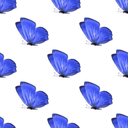 seamless pattern of colored butterflies isolated on whiteの写真素材