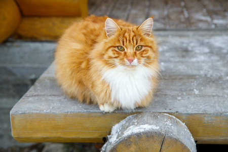 red cat sits on the porch of a wooden house