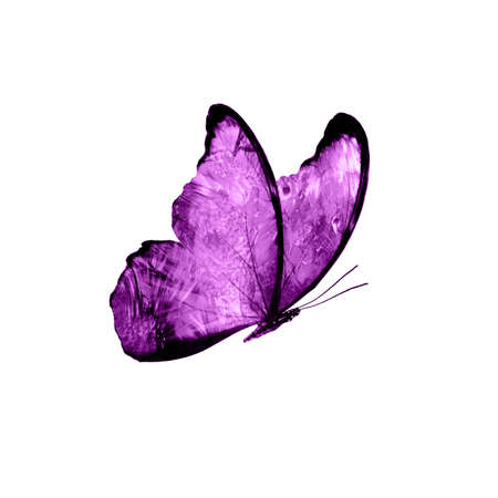 Pink butterfly isolated on white background. tropical moths. insects for design.の写真素材