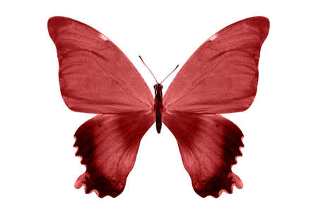 Red butterflies isolated on white background. tropical moths. insects for design.の写真素材