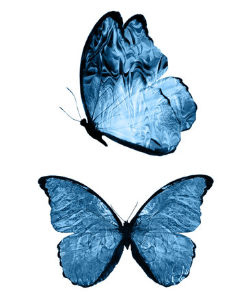 Blue butterflies isolated on white background. tropical moths. insects for design.