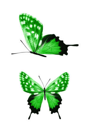 Green butterflies isolated on white background. tropical moths. insects for design.の写真素材