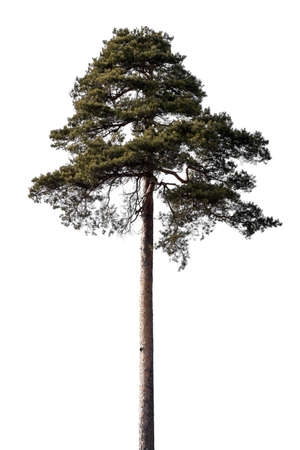pine isolated on a white background. conifer. High quality photoの写真素材