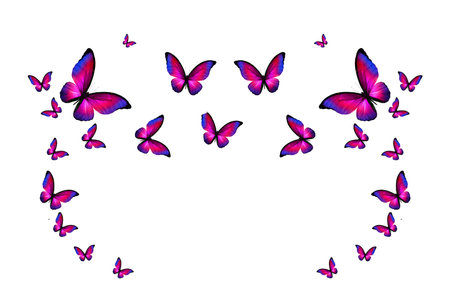 tropical flock of flying colored butterflies isolated on white. tropical moths. flying insects. High quality photoの写真素材