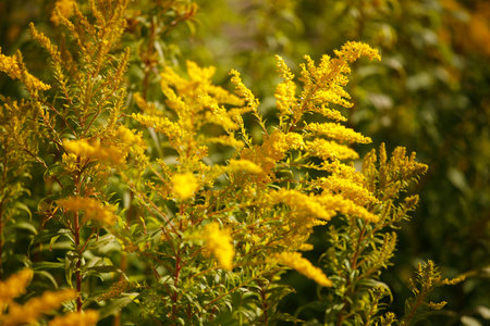 yellow flowers in nature. ragria in the park. High quality photo