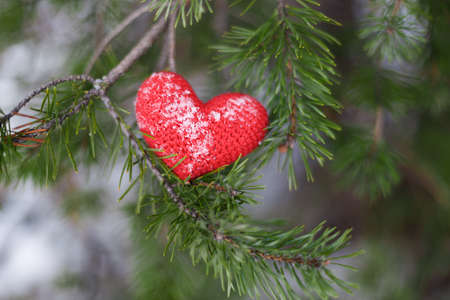 red knitted heart lies on the branches of a Christmas tree in winterの写真素材