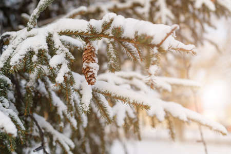branches of a Christmas tree with cones covered with snowの写真素材