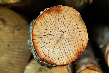 the birch is close-up.