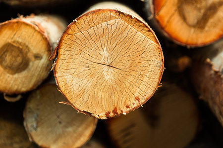 the birch is close-up.