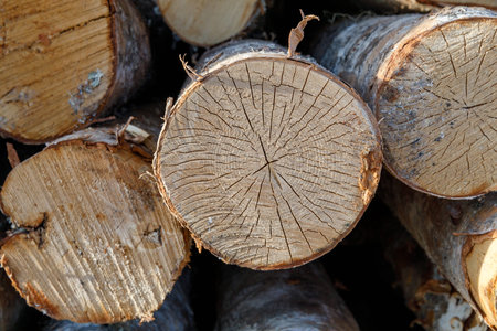 the birch is close-up.