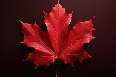 A vibrant red maple leaf contrasted against a black background. Ideal for nature-themed designs and autumn promotions.の素材