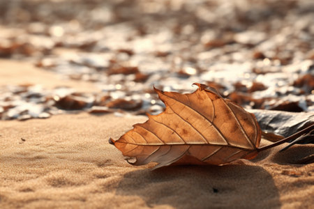 A dead leaf peacefully resting on the sandy beach. This image captures the beauty of nature's decay and the contrast between the organic leaf and the smooth sand. Perfect for nature enthusiasts or those looking for a serene backdrop for their designs.の素材