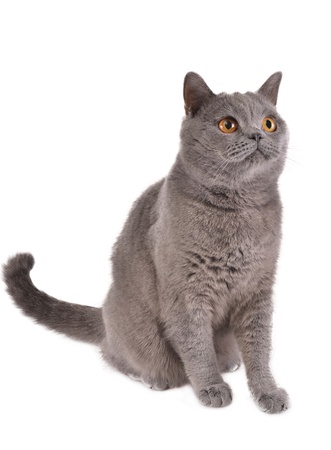 catの写真素材