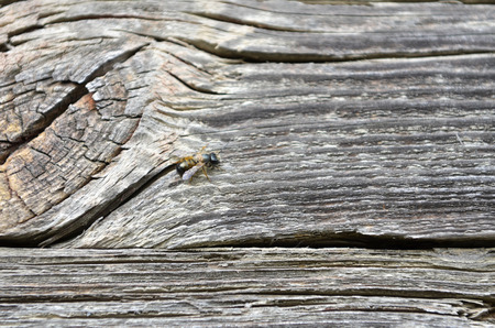 wooden backgroundの写真素材