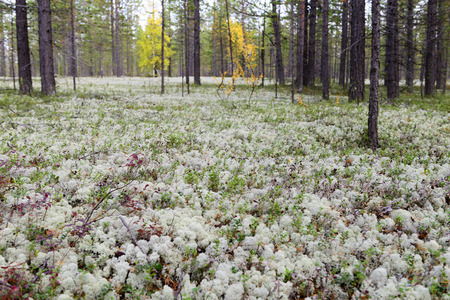 autumn landscape Russian forest tundraの写真素材