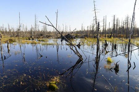 Scenic autumn landscape swamps in northern Russiaの写真素材