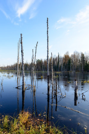 Scenic autumn landscape swamps in northern Russia