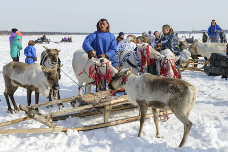 Day of the reindeer herders in the Yamal Peninsula, Nenets national holidayのeditorial素材