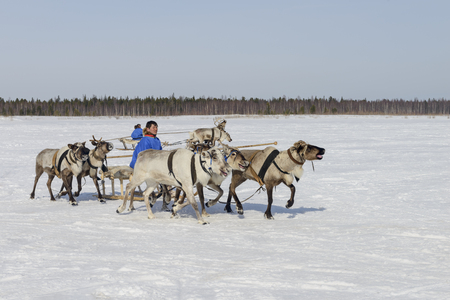 Day of the reindeer herders in the Yamal Peninsula, Nenets national holidayのeditorial素材