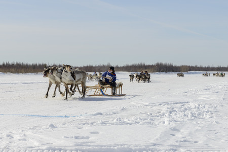 races on reindeer sled in the Reindeer Herder's Day on Yamalのeditorial素材