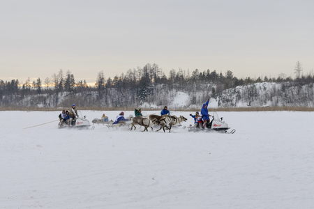races on reindeer sledding at the national celebration of the "Day of the reindeer herders" in Yamalのeditorial素材