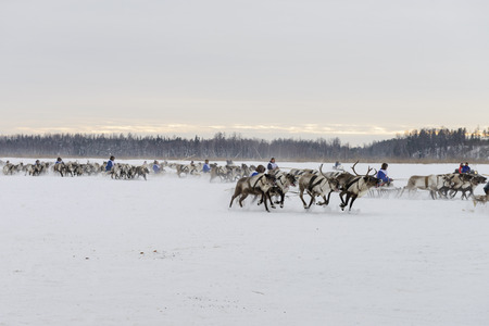 races on reindeer sledding at the national celebration of the "Day of the reindeer herders" in Yamalのeditorial素材