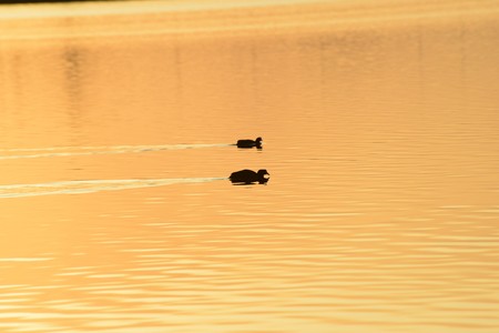 Ducks on the lake before sunsetの写真素材