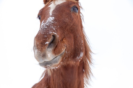 Red horse on a white backgroundの写真素材
