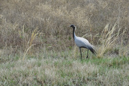 Crane-belladonnaの写真素材