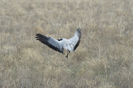 Cranes Dance of the Craneの写真素材