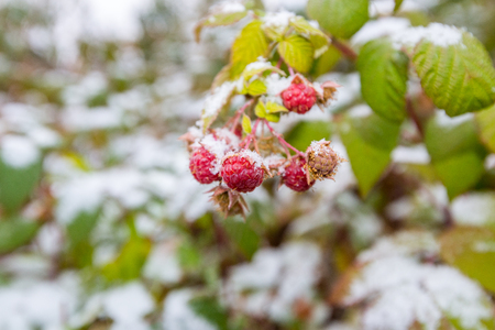 Raspberries in the snowの写真素材