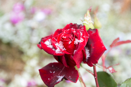 The first snow on the petals of rosesの写真素材