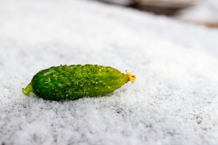 Green cucumber on snowの写真素材